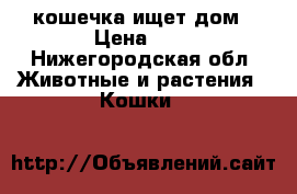 кошечка ищет дом › Цена ­ 1 - Нижегородская обл. Животные и растения » Кошки   